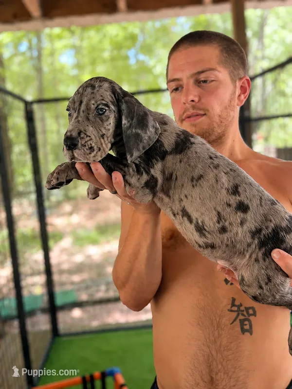 AKC Full euro Merle Male – Great Dane puppy for sale in Lake City, FL