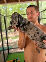 AKC Full euro Merle Male, a male Great Dane for sale in Lake City, FL – 1 of 1