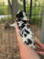 AKC Harl female full euro, a female Great Dane for sale in Lake City, FL – 2 of 6