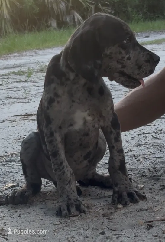 AKC Merle female – Great Dane puppy for sale in Lake City, FL