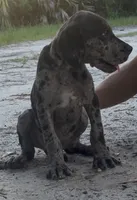 AKC Merle female, a male Great Dane for sale in Lake City, FL – 1 of 1