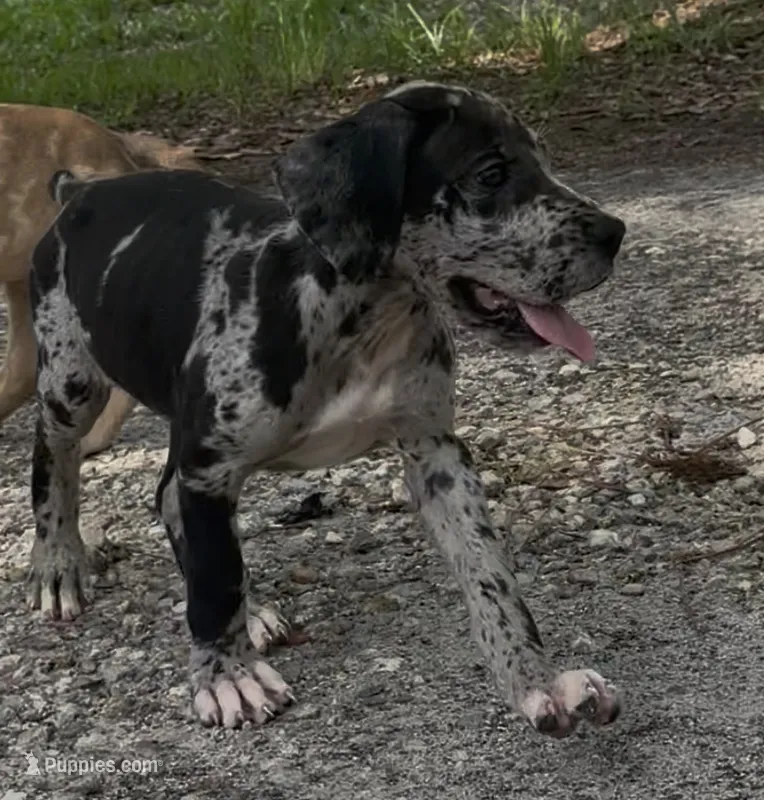 AKC Full Euro Green Collar – Great Dane puppy for sale in Lake City, FL