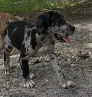 AKC Full Euro Green Collar, a male Great Dane for sale in Lake City, FL – 1 of 10