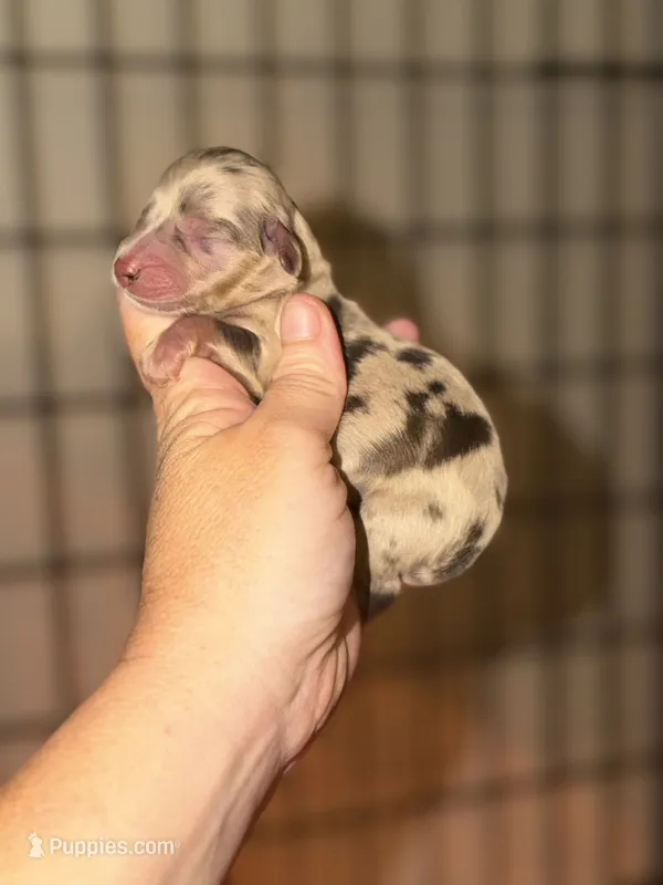 Chocolate dapple – Miniature Dachshund puppy for sale in Lake City, FL