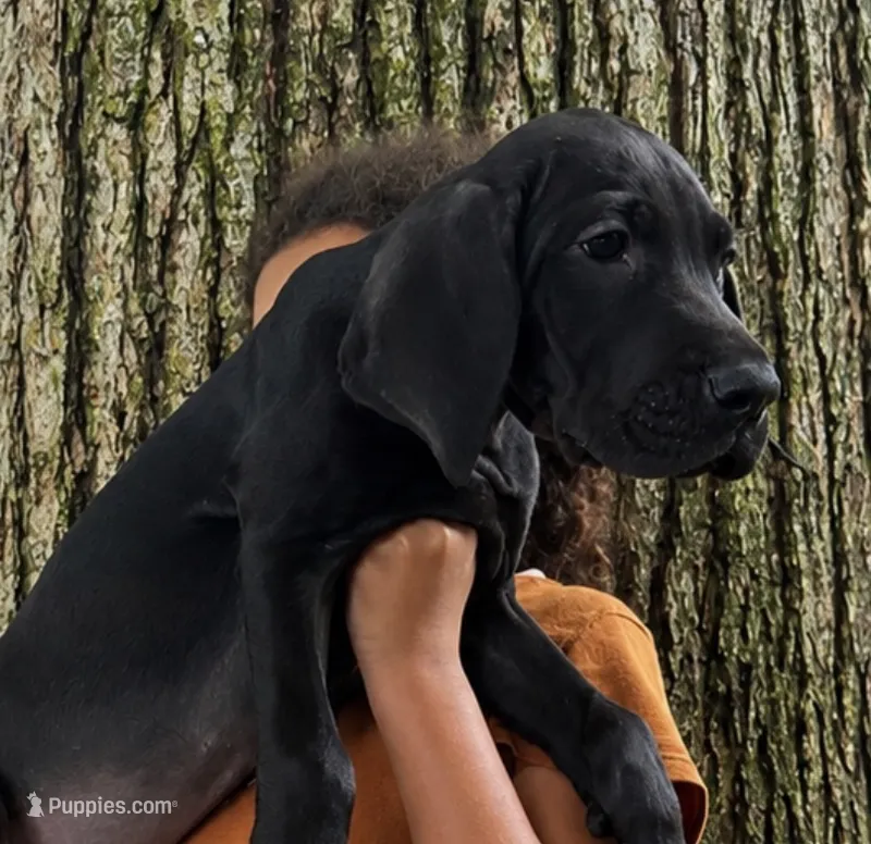 Full euro black female – Great Dane puppy for sale in Lake City, FL
