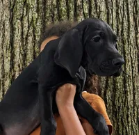 Full euro black female, a female Great Dane for sale in Lake City, FL – 1 of 1