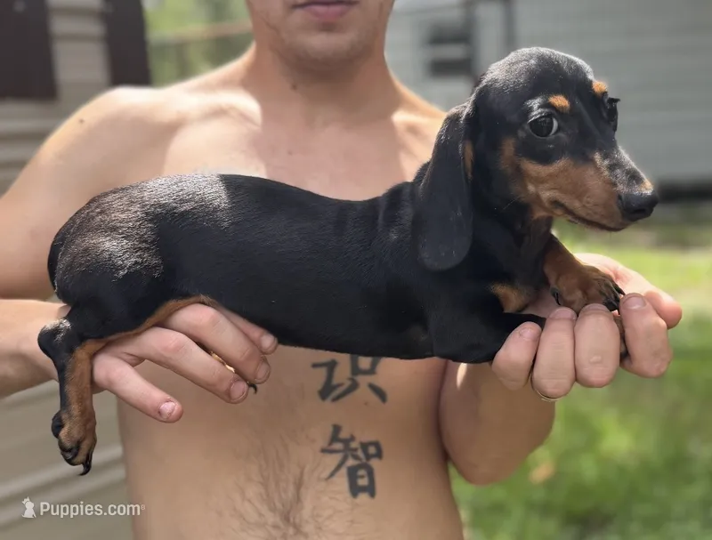 Daisy – Miniature Dachshund puppy for sale in Lake City, FL