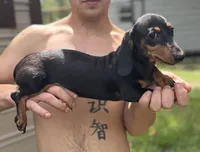 Daisy, a female Miniature Dachshund for sale in Lake City, FL – 1 of 2