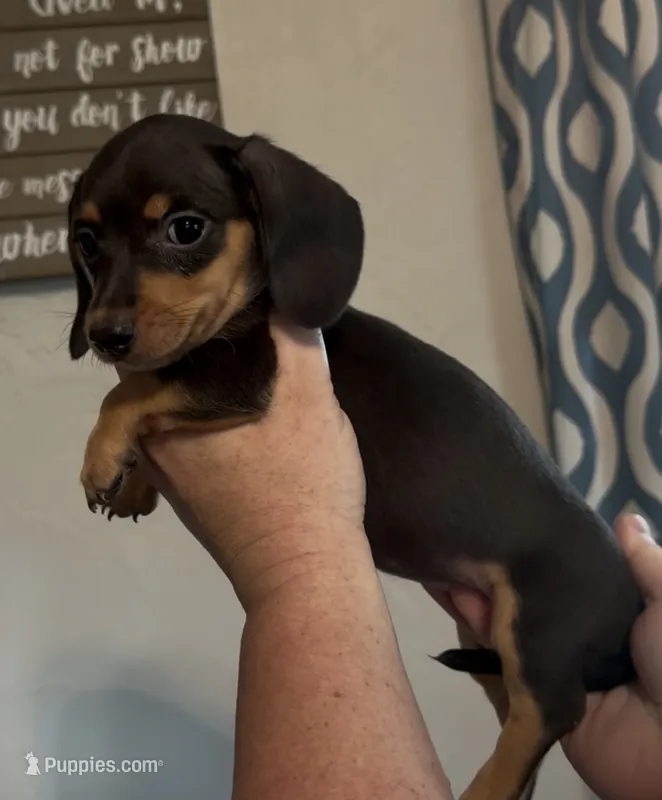 Black and tan SH – Miniature Dachshund puppy for sale in Lake City, FL