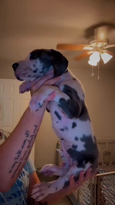 AKC Blue Harlequin Full Euro, a female Great Dane for sale in Lake City, FL – 3 of 3