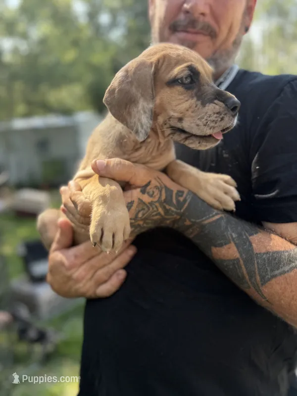 AKC Full euro fawn merle – Great Dane puppy for sale in Lake City, FL