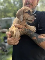 AKC Full euro fawn merle, a female Great Dane for sale in Lake City, FL – 1 of 3