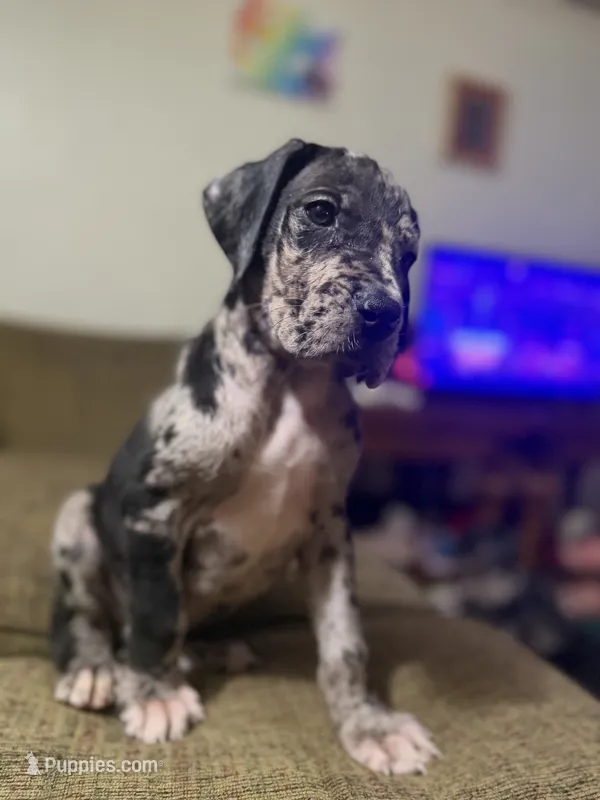 AKC Full Euro Green Collar – Great Dane puppy for sale in Lake City, FL