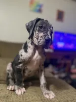 AKC Full Euro Green Collar, a male Great Dane for sale in Lake City, FL – 2 of 10