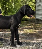 Black , a male Great Dane for sale in Lake City, FL – 1 of 2