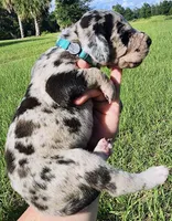 Merle, a male Great Dane for sale in Lake City, FL – 3 of 3