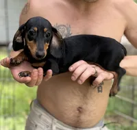 Daisy, a female Miniature Dachshund for sale in Lake City, FL – 2 of 2