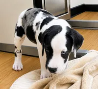 Harl, a male Great Dane for sale in Lake City, FL – 5 of 5
