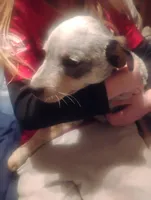 Cowboy, a male Australian Cattle Dog for sale in Prescott Valley, AZ – Photo 6 of 10