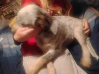 Cowboy, a male Australian Cattle Dog for sale in Prescott Valley, AZ – Photo 2 of 10