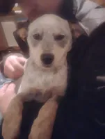 Cowboy, a male Australian Cattle Dog for sale in Prescott Valley, AZ – Photo 7 of 10