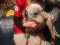 Cowboy, a male Australian Cattle Dog for sale in Prescott Valley, AZ – Photo 8 of 10