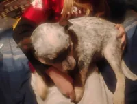 Cowboy, a male Australian Cattle Dog for sale in Prescott Valley, AZ – Photo 3 of 10