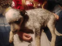 Cowboy, a male Australian Cattle Dog for sale in Prescott Valley, AZ – Photo 10 of 10