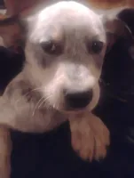 Cowboy, a male Australian Cattle Dog for sale in Prescott Valley, AZ – Photo 5 of 10