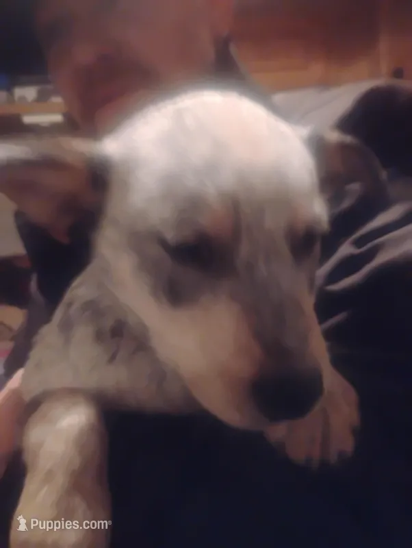 Cowboy, a male Australian Cattle Dog for sale in Prescott Valley, AZ – Photo 1 of 10