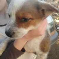 Spud, a male Australian Cattle Dog for sale in Prescott Valley, AZ – Photo 2 of 3