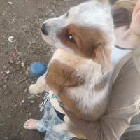 Spud, a male Australian Cattle Dog for sale in Prescott Valley, AZ – Photo 3 of 3