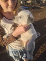 Casper, a male Australian Cattle Dog for sale in Prescott Valley, AZ – Photo 2 of 6