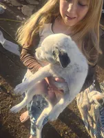 Casper, a male Australian Cattle Dog for sale in Prescott Valley, AZ – Photo 3 of 6