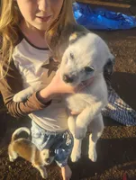 Casper, a male Australian Cattle Dog for sale in Prescott Valley, AZ – Photo 5 of 6