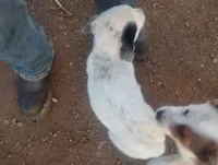 Casper, a male Australian Cattle Dog for sale in Prescott Valley, AZ – Photo 6 of 6