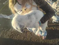 Casper, a male Australian Cattle Dog for sale in Prescott Valley, AZ – Photo 4 of 6