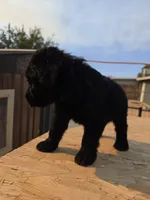Green, a male Giant Schnauzer for sale in Apple Valley, CA – 2 of 3