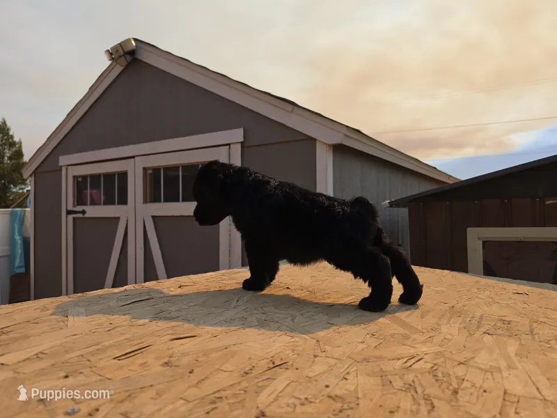 Green – Giant Schnauzer puppy for sale in Apple Valley, CA