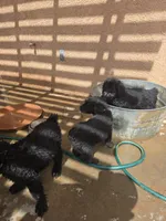 Green, a male Giant Schnauzer for sale in Apple Valley, CA – 3 of 3