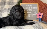 Eddie, a male Goldendoodle for sale in Middletown, PA – Photo 2 of 3