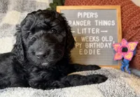 Eddie, a male Goldendoodle for sale in Middletown, PA – Photo 1 of 3