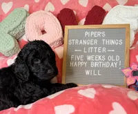 Will, a male Goldendoodle for sale in Middletown, PA – Photo 3 of 3