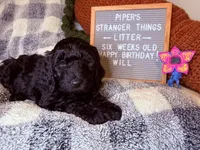 Will, a male Goldendoodle for sale in Middletown, PA – Photo 1 of 3