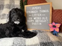 Dustin, a male Goldendoodle for sale in Middletown, PA – Photo 3 of 3