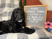 Dustin, a male Goldendoodle for sale in Middletown, PA – Photo 2 of 3