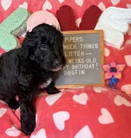 Dustin, a male Goldendoodle for sale in Middletown, PA – Photo 1 of 3