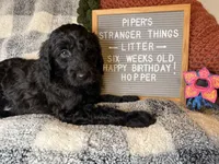 Hopper, a male Goldendoodle for sale in Middletown, PA – Photo 3 of 3