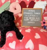 Hopper, a male Goldendoodle for sale in Middletown, PA – Photo 1 of 3