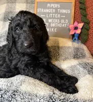 Mike, a male Goldendoodle for sale in Middletown, PA – Photo 1 of 3